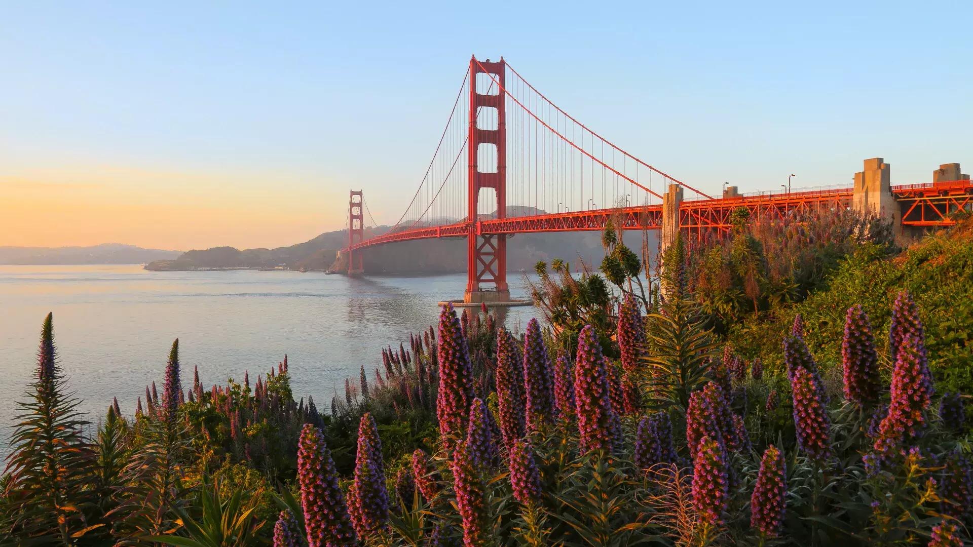 Il Golden Gate Bridge è raffigurato con grandi fiori in primo piano.