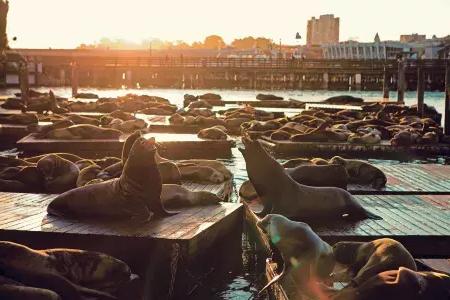 Sea Lions rest on PIER 39's K Dock at Sunset